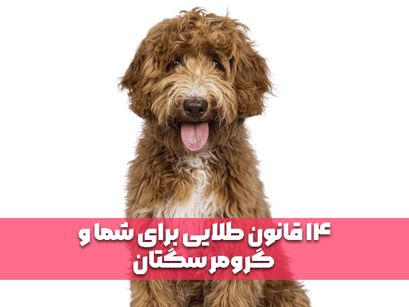 14 قانون طلایی برای شما و گرومر سگتان